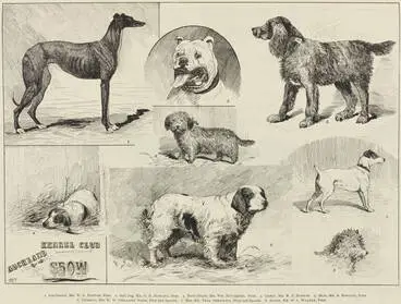 Image: Auckland Kennel Club Show