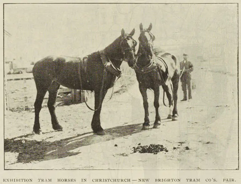 Image: Exhibition tram horses in Christchurch - New Brighton Tram Co.'s pair