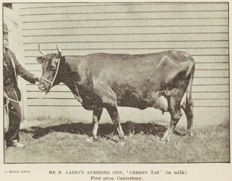 Image: Mr H Laing's Ayrshire Cow, Cherry 2nd (in milk) - First Prize, Canterbury