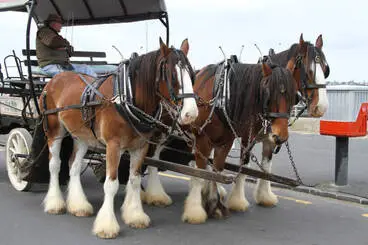 Image: Horse-drawn carriage, Marine Square, Devonport, 2011