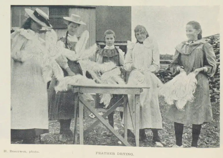 Image: Ostrich farming in Auckland