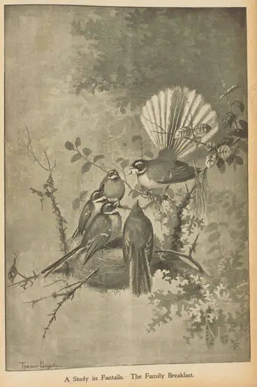 A study in fantails. The family breakfast Image: A study in fantails. The family breakfast