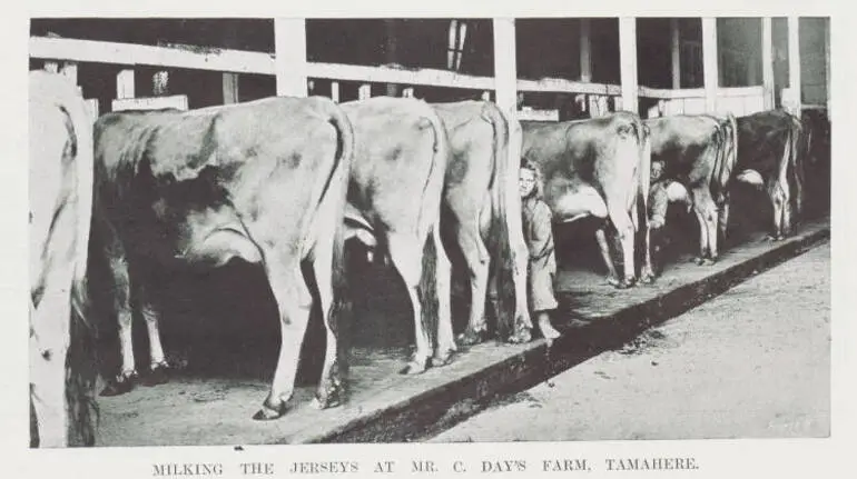 Milk Maid Milking a Brown Dairy Cow in a Wooden Barn No.01292 Vintage Old  Time Fine Art Domestic Farm Animal Photography -  Canada