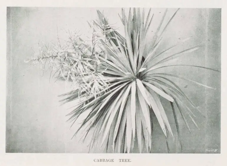 Image: Cabbage tree