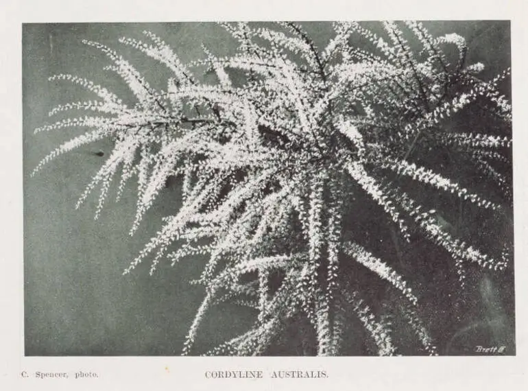 Image: Cordyline australis