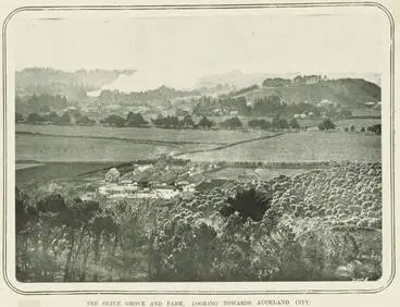 Image: The olive grove and park, looking towards Auckland City