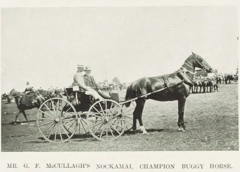 Image: Mr G. F. McCullagh's Nockamai, champion buggy horse