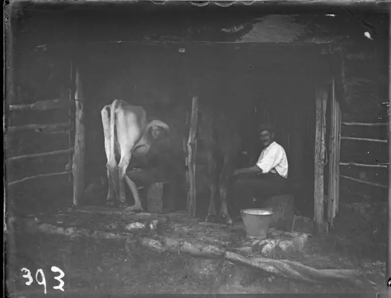Image: Two men milking cows