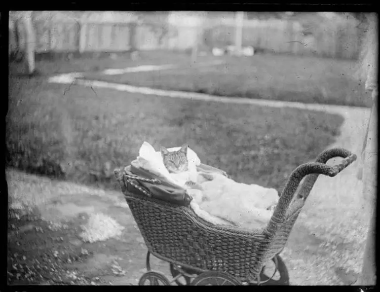 Image: Cat in a dolls pram, 5 Summer Street, Stanley Point