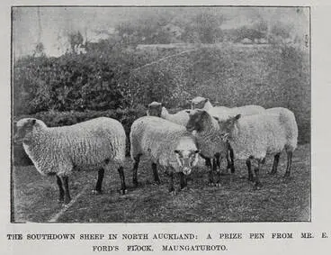 Image: The Southdown sheep in North Auckland: A prize pen from Mr E Ford's flock. Maungaturoto