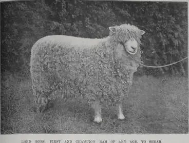 Image: Lord Bobs, first and champion ram of any age to shear