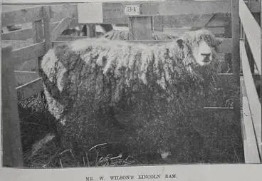 Image: Mr W Wilson's Lincoln ram