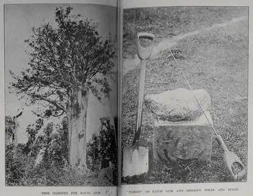 Image: Tree climbing for kauri gum, nugget of kauri gum and digger's spear and spade