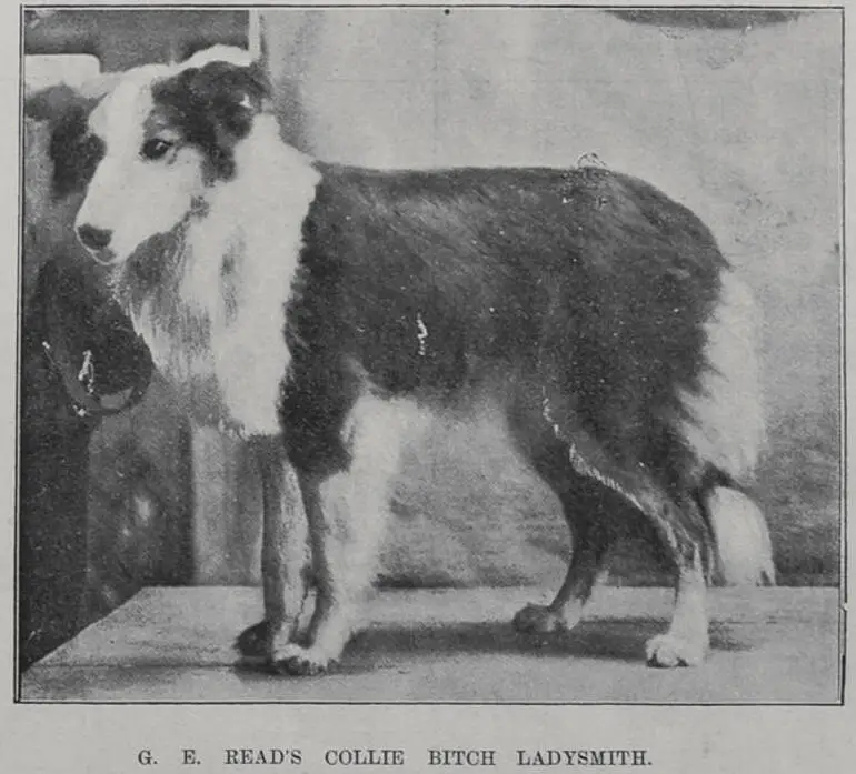 Image: G E Read's Collie bitch 'Ladysmith'