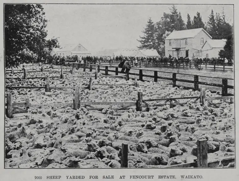 Image: 9000 sheep yarded for sale at Fencourt Estate, Waikato