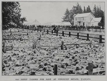 Image: 9000 sheep yarded for sale at Fencourt Estate, Waikato