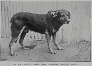 Image: Mr Wm Newell's first prize cross-bred working collie