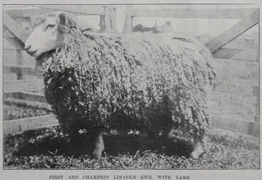Image: First and Champion Lincoln Ewe, with lamb?. Property of Mr. S. Ballard