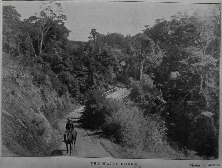 Image: The Waipu Gorge
