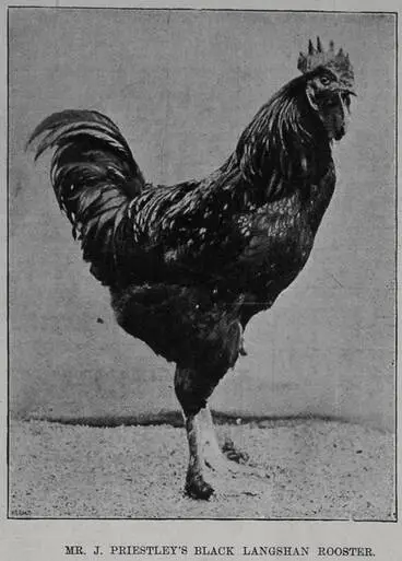 Image: Mr J. Priestley's black langhorn rooster