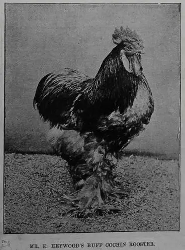 Image: Mr E. Heywood's buff cochin rooster