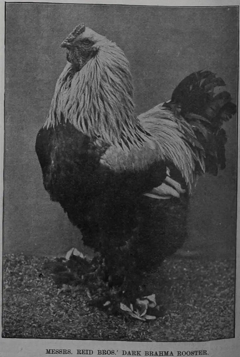 Image: Messrs Reid Bros' dark Brahma rooster