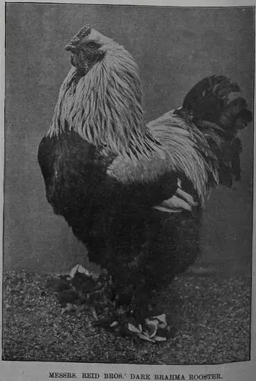 Image: Messrs Reid Bros' dark Brahma rooster