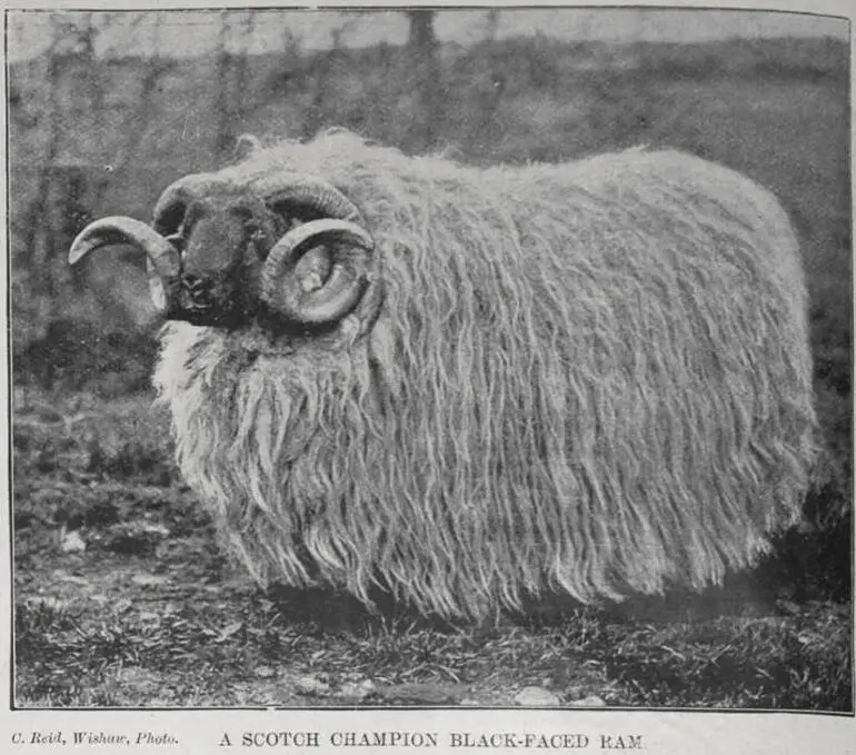 Image: A Scotch champion black-faced ram