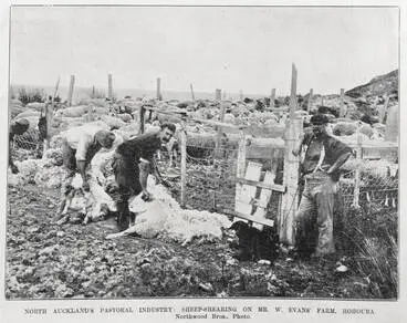 Image: Sheep shearing on Mr W Evans' farm in Houhora, Northland