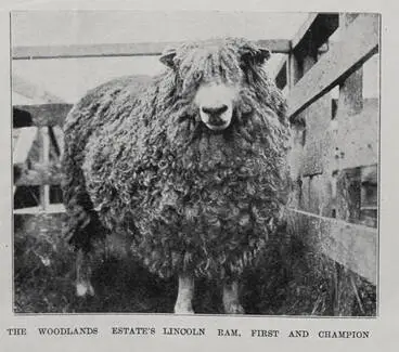 Image: The Woodlands estate's Lincoln ram, first and champion