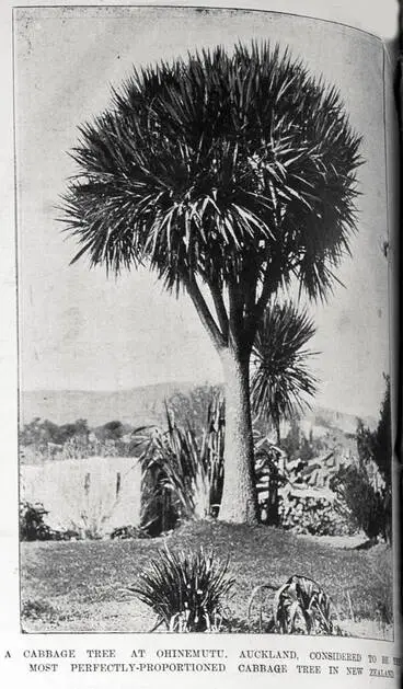 Image: A cabbage tree at Ohinemutu, Rotorua, considered to be the most perfectly proportioned cabbage tree in New Zealand