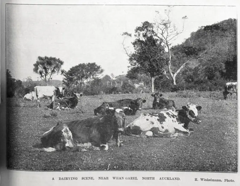 Image: A dairying scene near Whangarei