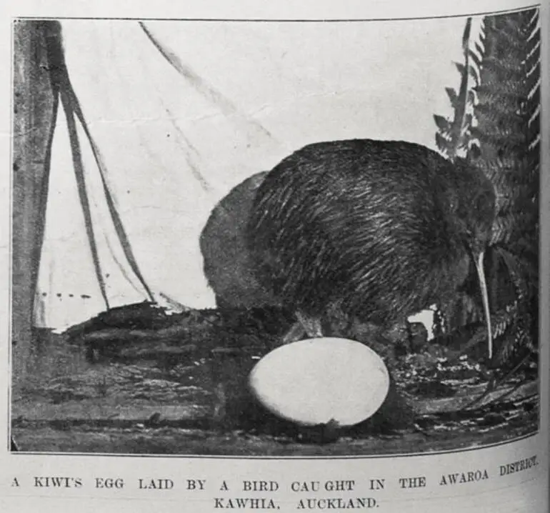 Image: A Kiwi's egg laid by a bird caught in the Awaroa district, Kawhia