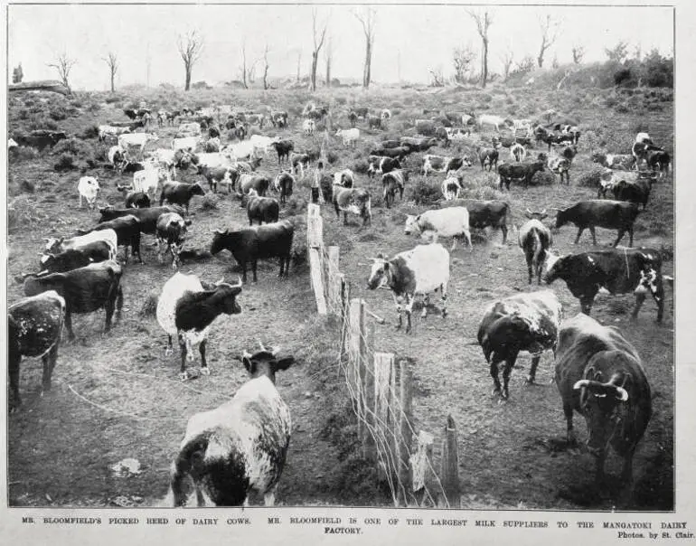 Image: Mr Bloomfield's herd of dairy cows, one of the largest milk suppliers to the Mangatoki dairy factory