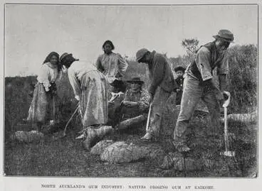 North Auckland's gum industry: natives digging gum at Kaikohe Image: North Auckland's gum industry: natives digging gum at Kaikohe