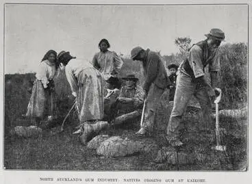Image: North Auckland's gum industry: natives digging gum at Kaikohe