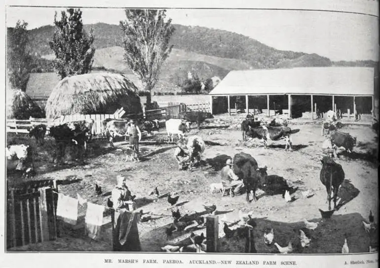 Image: Mr Marsh's farm at Paeroa- New Zealand farm scene