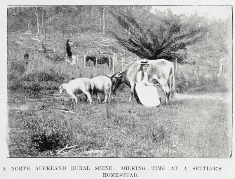 Image: A north Auckland rural scene: Milking time at a settlers homestead