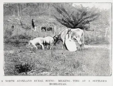 A north Auckland rural scene: Milking time at a settlers homestead Image: A north Auckland rural scene: Milking time at a settlers homestead