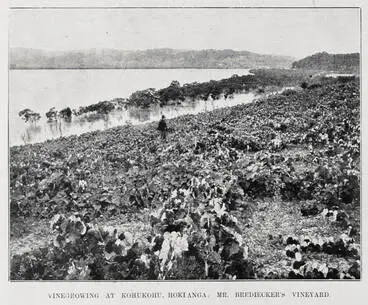 Image: Vinegrowing at Kohukohu, Hokianga, Mr Brediecker's vineyard