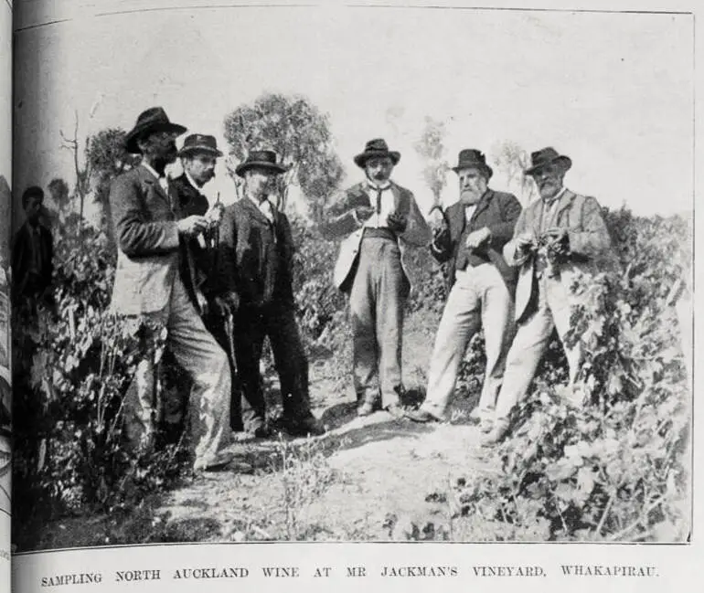 Image: Sampling North Auckland wine at Mr Jackman's vineyard at Whakapirau