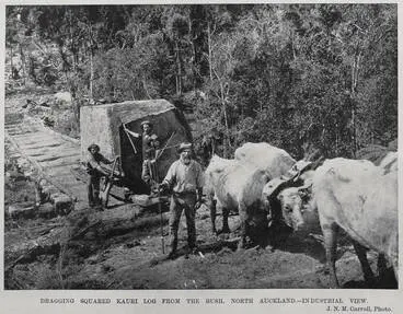 Image: Dragging squared Kauri log from the bush, North Auckland