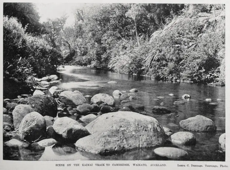 Image: Scene on the Kaimai track to Cambridge, Waikato, Auckland
