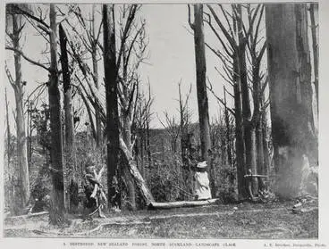 Image: Destroyed forest, North Auckland