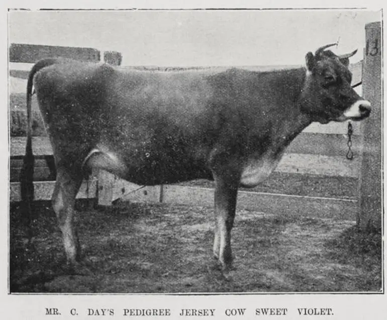 Image: The Waikato A. and P. association's tenth annual show, Hamilton, October 23 and 24, 1901