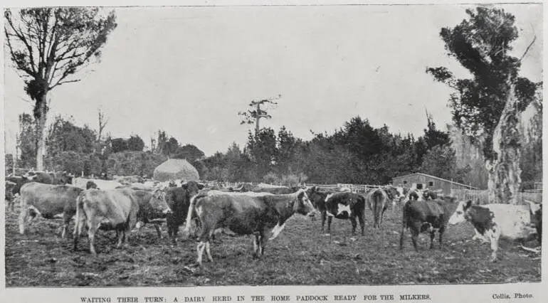 Image: New Zealand Dairy Industry: Farm and Factory Views