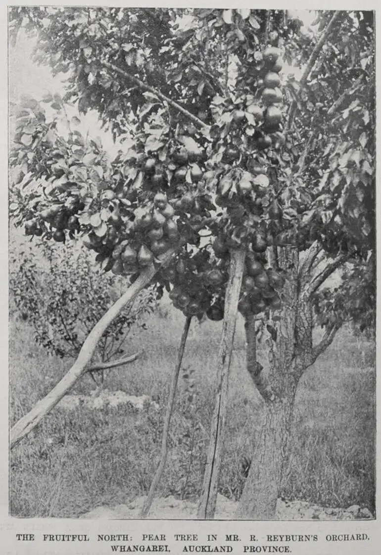 Image: The fruitful North; pear tree in Mr R Reyburn's Orchard, Whangarei, Auckland province