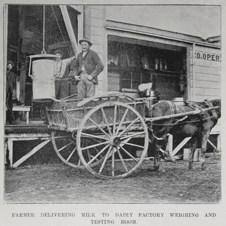 Image: New Zealand Dairy Industry: Farm and Factory Views