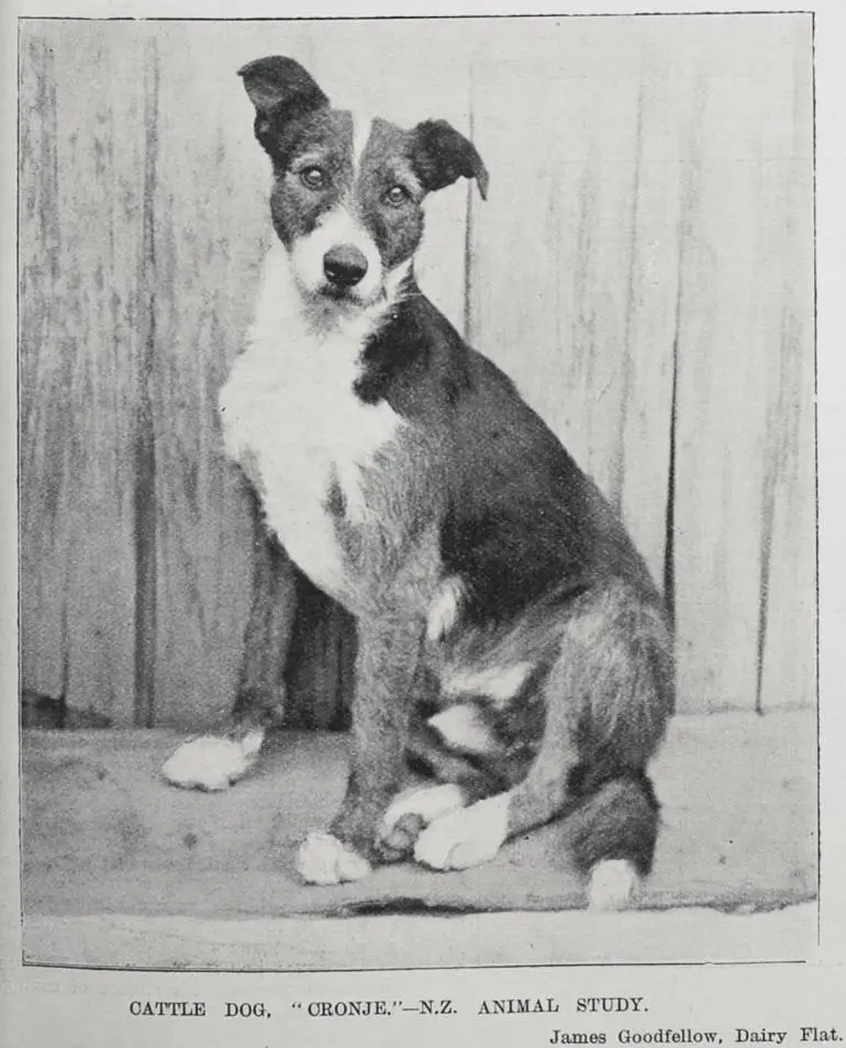 Image: Cattle Dog, 'Cronje.' - N.Z. Animal Study