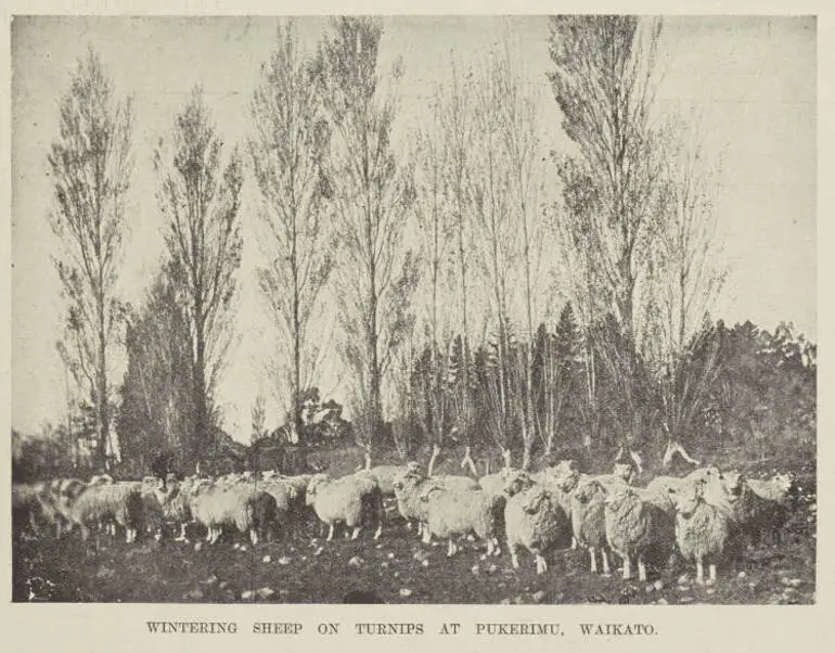 Image: Wintering sheep on turnips at Pukerimu, Waikato